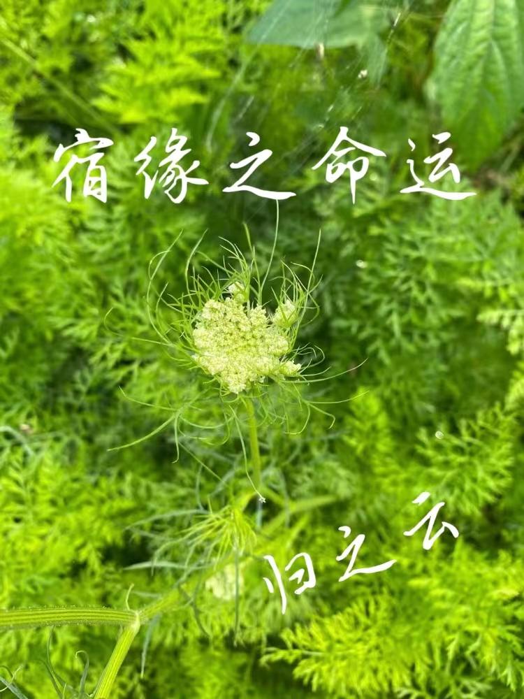 溯源之惧下载电脑